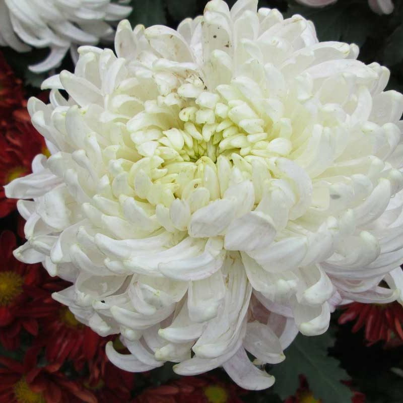 Chrysanthème